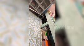 Chunky monitor lizard caught hiding under family's sink in Thailand