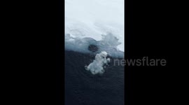 Lonely polar bear caught playing on its own goes viral