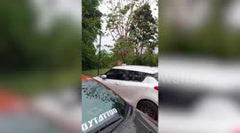 Mother monkey grooms baby on top of parkked car