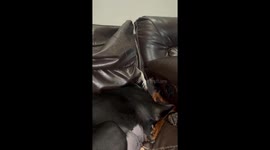 Playful Raccoon loves teasing the Dobermann sleeping on the couch *Hilarious*