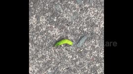 European ants attack caterpillar falling from the nearby tree