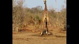Giraffe calf takes first steps as sneaky hyena lurks in background - can you spot it?
