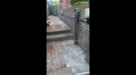 Real Life Tom & Jerry, as cat & mouse play on the streets of Eastbourne, England.