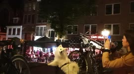 Cute dog poses for photo in Amsterdam's red light district