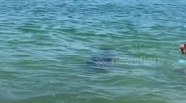 Enchanting encounter: friendly dolphin delights swimmer at Suishohama Beach, Japan