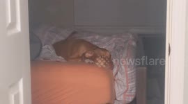 Dog Doesn't Want Owner To Leave