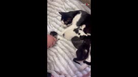 Mother cat welcomes two more kittens to her litter *Heartwarming*