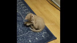 This Tail Must Be Stopped