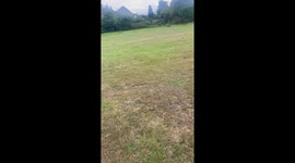 Little bulldog does an unexpected headstand while running after a ball *Playing Fetch*