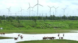 Elks Play in a Wetland Surrounded by Wind Turbines in Yancheng, China