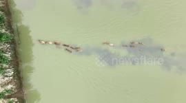 Elks Play in A Tidal Flat Wetland in Yancheng, China