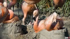 Swiss Zoo Boasts With Two Near Threatened Chilean Flamingo Chicks As More Are Yet To Hatch in Zurich, Switzerland