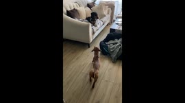 Sneakiest Sausage Engages Stealth Mode