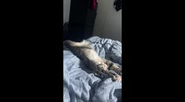 Ranni The Cat Stretching Out To Wind Down