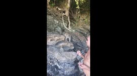 Monkey Slaps Unsuspecting Man