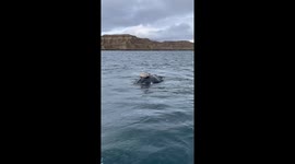 Beautiful Whale in Puerto Piramides