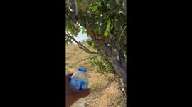 Thirsty Squirrel Drinks From Water Bottle