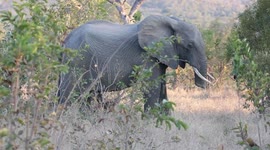 Trunkless Elephant In Kruger National Park