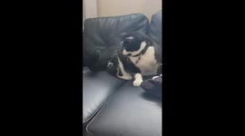 When Your Tail Won't Mind Its Business