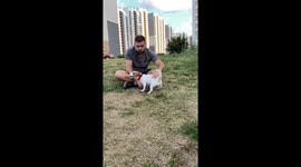 Jack Russell Terrier Somersaults in Slow Motion