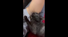 Kitten Is Fond Of Armpits