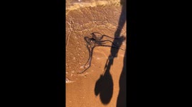 Curious Dogs Sniff Calm Octopus