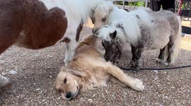 Golden Retriever is 'worshipped' by group of miniature horses