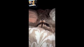 Enchanting Serpukhov slumber: meet Jim, the bed-loving pet raccoon!