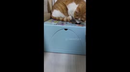 Whiskered surprise: playful cat in a cute box captivates Siheung City