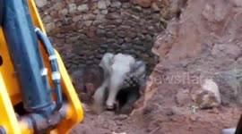 Heroic rescuers save young elephant after it fell into open well in India
