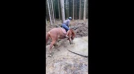 This horse is obsessed with puddles