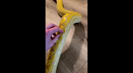 'My snake is a cat' - Pet reptile adores scratches and lifts body