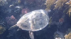 Turtle feeding on coral at Coraya bay near Steigenberger Coraya Beach hotel, Marsa Alam, Egypt, July 2023