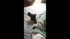 Our old doggy Shani loves to sleep in our bed all they long.