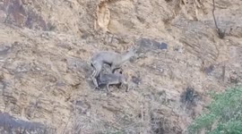 Wild blue sheep spotted breastfeeding cub in China