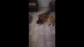 Kitten raised by our German Shepherd decides to launch a full frontal attack.