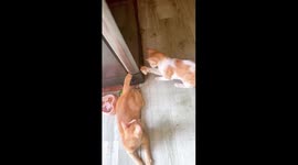 Amusing cat drama unfolds: playful feline duo turns kitchen mishap into entertainment!
