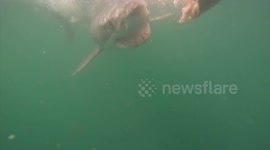 Diver comes face-to-face with great white shark as it chomps down on cage