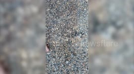 Artist creates portraits of famous figures using pebbles