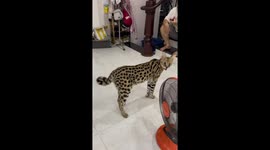 Fierce yet gentle: Russian serval cat's playful encounter with watchful dog