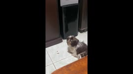 Amusing misunderstanding: clever Shih Tzu eagerly eats treats after playful vet pretense