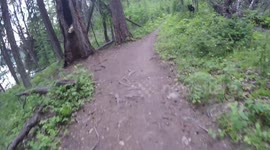 Family's nail-biting encounter with black bear whilst on hike through Montana national park