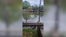 Monitor lizard swims across canal wearing crown of leaves