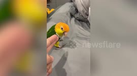 Funny pet parrot plays dead when shot with finger gun