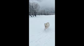 Samoyed playing with the owner in the snow! Finally enjoying his natural habitat!