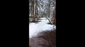 Samoyed running in winter forest and stops by to say hi to camera with his beauiful face!
