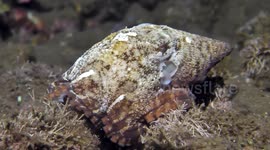 Octopus Disguises Itself As Seashell