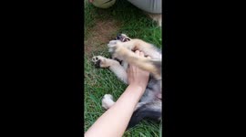 Crazy dog eyes while enjoying petting. This dog is special his blue eyes and white teeth wont leave you unimpressed