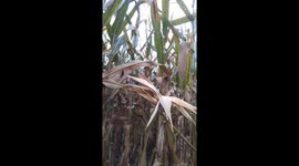 Province Life is the most peaceful life in the world. #farmlife