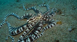 Octopus Disappears Into a Hole